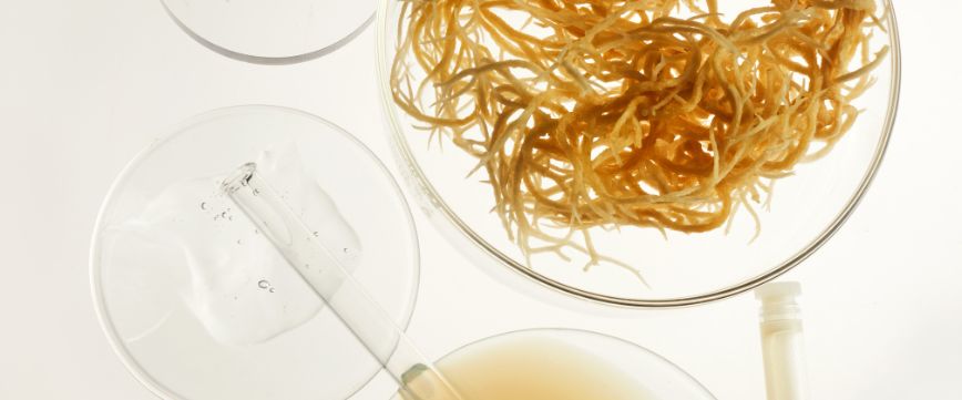 5 Ways to Use Sea Moss for Health and Wellness